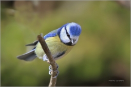 <p>SÝKORA MODŘINKA (Cyanistes caeruleus) /Eurasian blue tit - Blaumeise/</p>